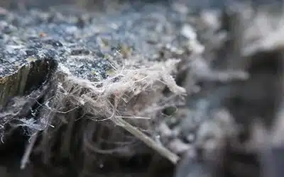 Microscopic view of asbestos chrysotile fibers